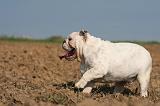 BULLDOG ANGLAIS 170